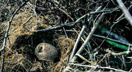 Hedgehog Hibernating